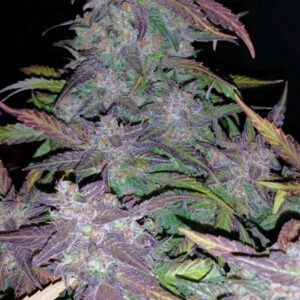 Fastberry Auto Feminizada.jpg