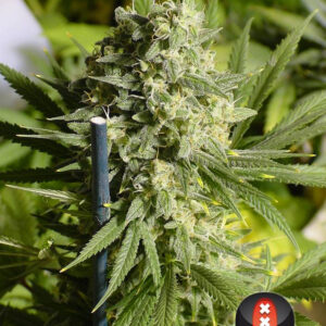 double-dutch-topbud---choice-1-pic (1).jpg