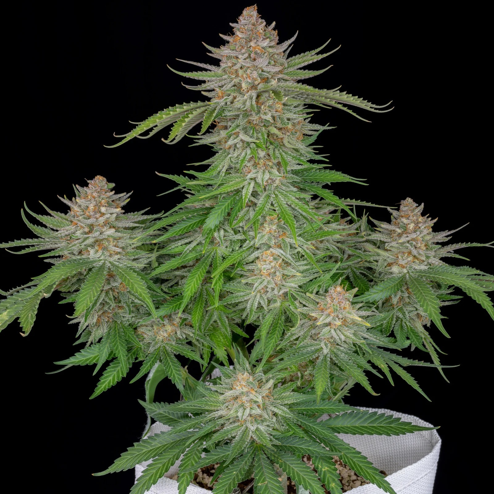 Strawberry Pie Auto Feminizada.jpg