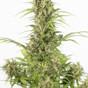0003195-white-widow-auto-cbd_660x990.jpg