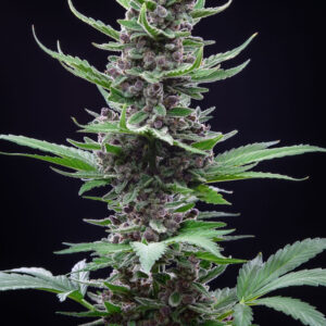 Tropicana Cookies Auto Feminizadas 1.jpg