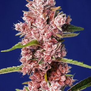 Semillas_Feminizadas_tropicanna-poison-f1-fast-version_Sweet_Seeds.jpg