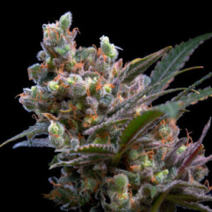 KRITIKAL BILBO FEMINIZADA.jpg