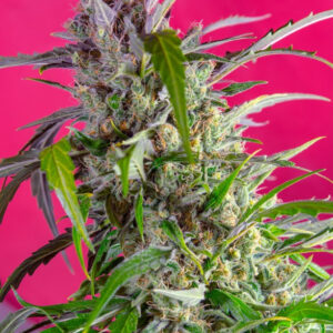 Semillas_Autoflorecientes_crystal-candy-auto_Sweet_Seeds.jpg