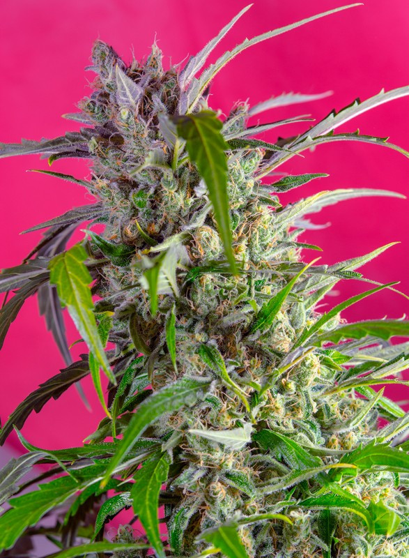 Semillas_Autoflorecientes_crystal-candy-auto_Sweet_Seeds.jpg