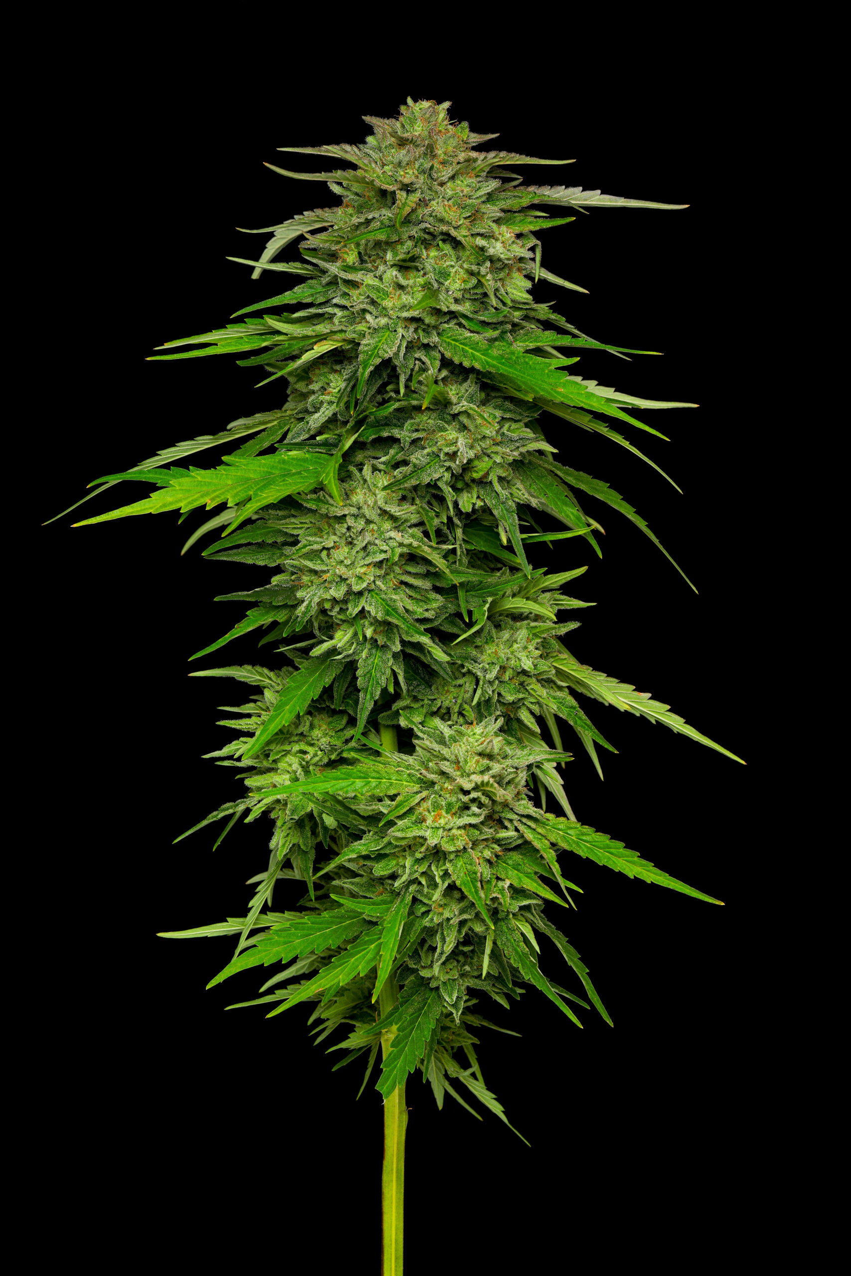 MANGO SHERBERT FEMINIZADAS.jpg