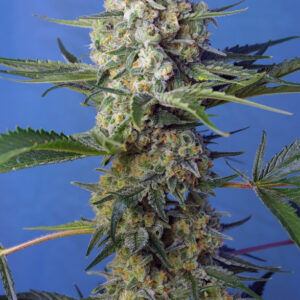 Semillas_Feminizadas_crystal-candy-f1-fast-version_Sweet_Seeds.jpg