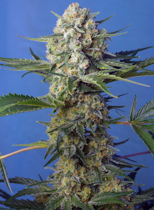 Semillas_Feminizadas_crystal-candy-f1-fast-version_Sweet_Seeds.jpg