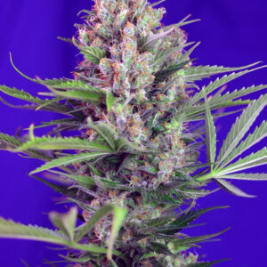 Semillas_Feminizadas_cream-mandarine-f1-fast-version_Sweet_Seeds.jpg