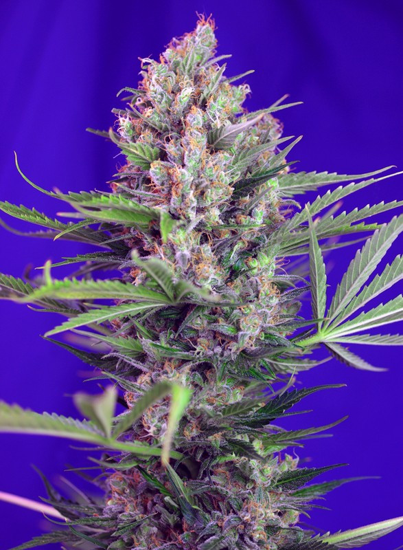 Semillas_Feminizadas_cream-mandarine-f1-fast-version_Sweet_Seeds.jpg