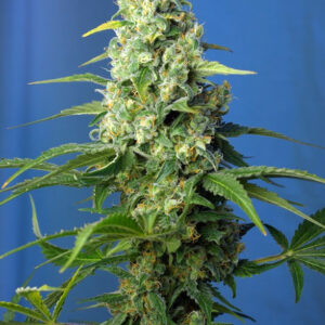 Semillas_CBD_Autoflorecientes_honey-peach-auto-cbd_Sweet_Seeds.jpg