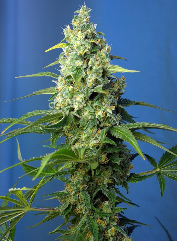 Semillas_CBD_Autoflorecientes_honey-peach-auto-cbd_Sweet_Seeds.jpg