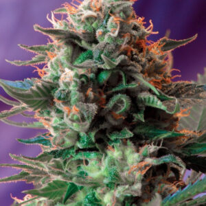 Semillas_Feminizadas_jack-47-f1-fast-version_Sweet_Seeds.jpg