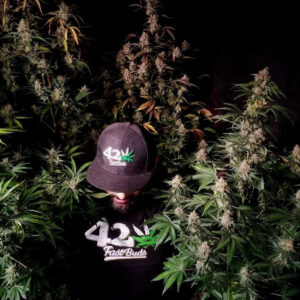 Mix Pack Auto Feminizadas.jpg