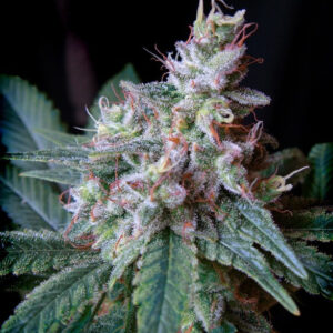 Semillas_Feminizadas_cream-caramel-f1-fast-version_Sweet_Seeds.jpg