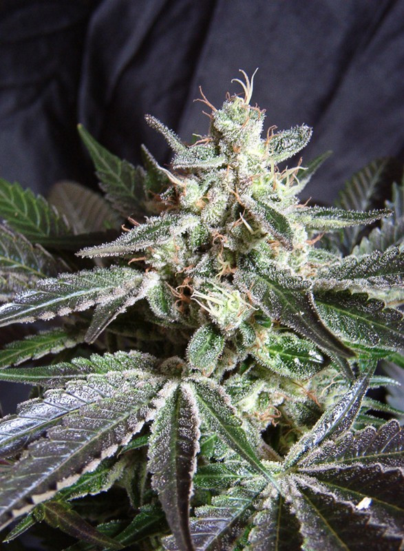 Semilla_Feminizada_black-jack-f1-fast-version_Sweet_Seeds.jpg