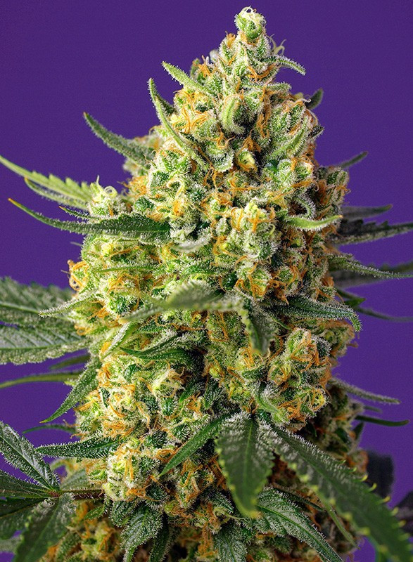 Semillas_Autoflorecientes_crystal-candy-xl-auto_Sweet_Seeds.jpg