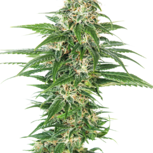 early-skunk-autofloracion-xl.png