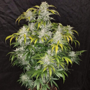 CBD Auto 1-1 (CBD Crack) Feminizada.jpg