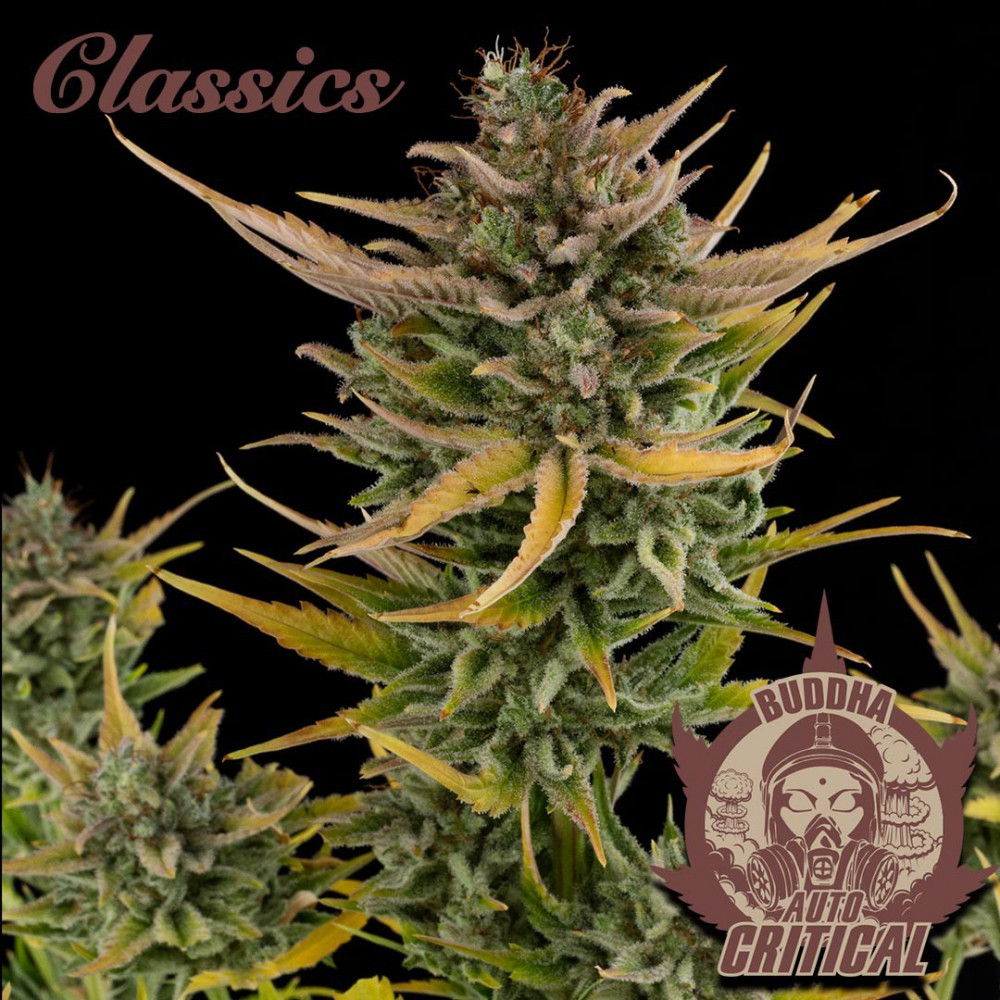critical-autofloreciente-buddha-seeds.jpg