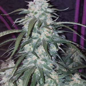 Pineapple Express Auto Feminizadas.jpg