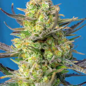 Semillas_Autoflorecientes_sweet-cheese-xl-auto_Sweet_seeds.jpg