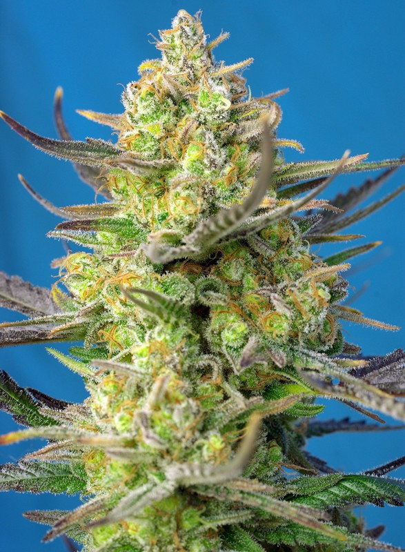 Semillas_Autoflorecientes_sweet-cheese-xl-auto_Sweet_seeds.jpg