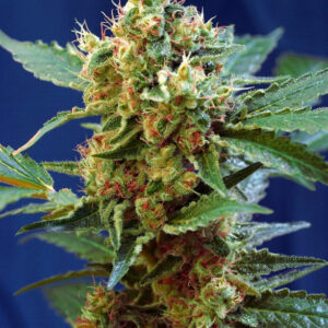 Semillas_Autoflorecientes_cream-mandarine-xl-auto_Sweet_Seeds.jpg