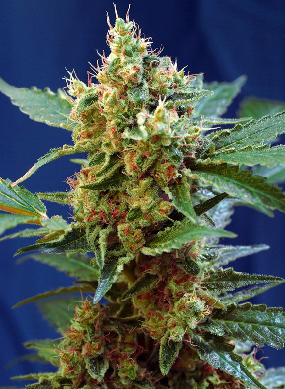 Semillas_Autoflorecientes_cream-mandarine-xl-auto_Sweet_Seeds.jpg