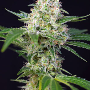 Semillas_Feminizadas_crystal-candy_Sweet_seeds.jpg