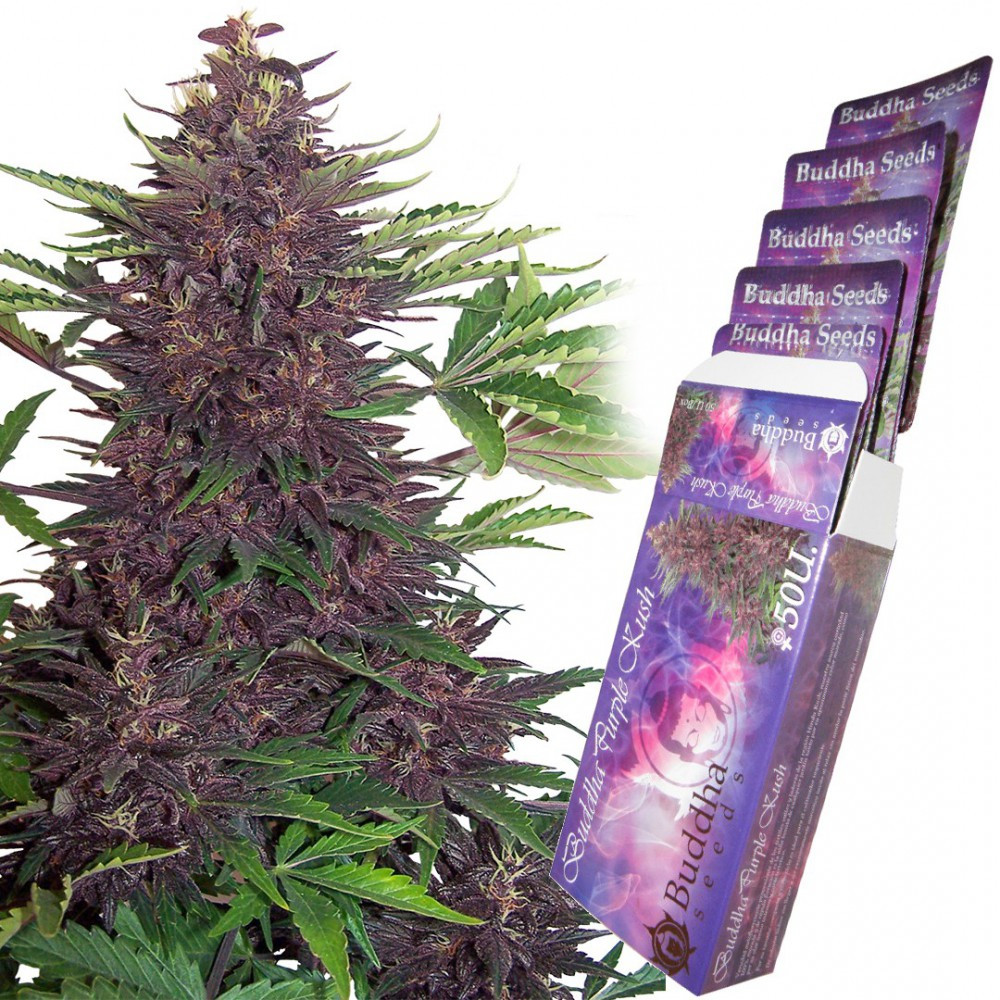 buddha-purple-kush-autofloreciente.jpg