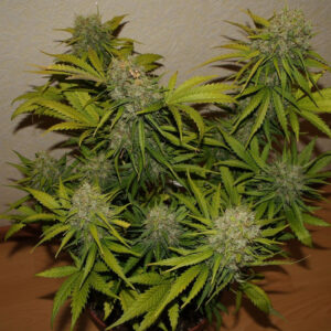 Grapefruit Auto Feminizada.jpg