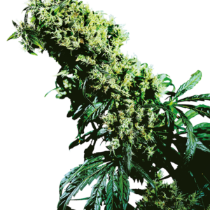 northern-lights-5-x-haze-feminizada-xl.png