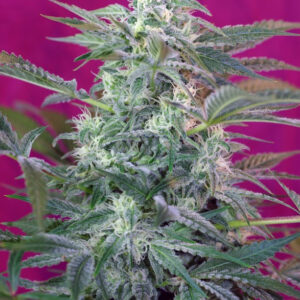 Semilla_Feminizada_big-foot_Sweet Seeds.jpg
