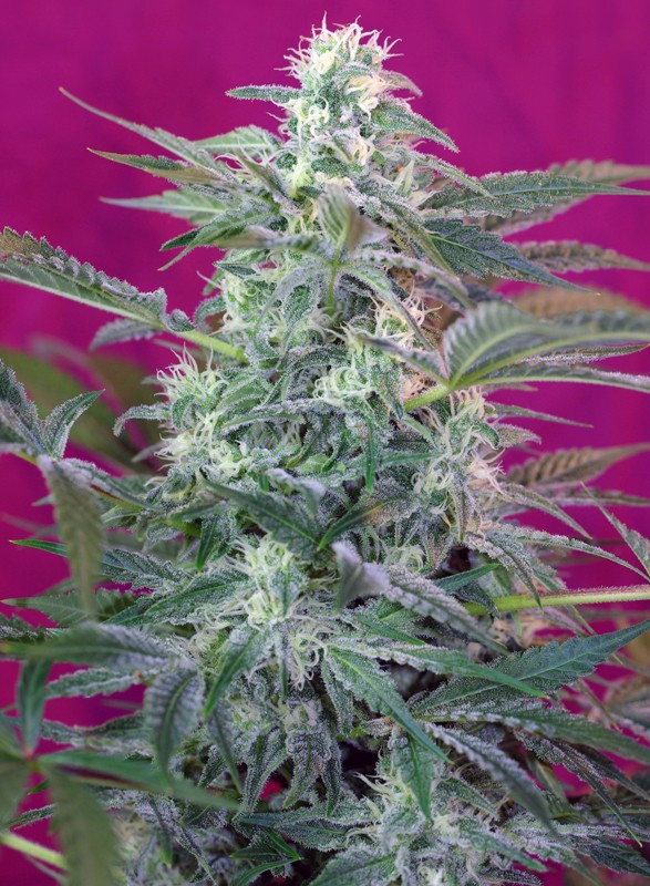 Semilla_Feminizada_big-foot_Sweet Seeds.jpg
