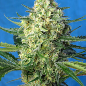 Semillas_Autoflorecientes_jack-47-xl-auto_Sweet_Seeds.jpg