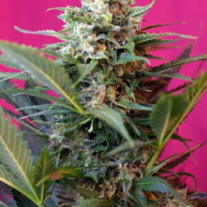 Semillas_Autoflorecientes_big-devil-xl-auto_Sweet_Seeds.jpg