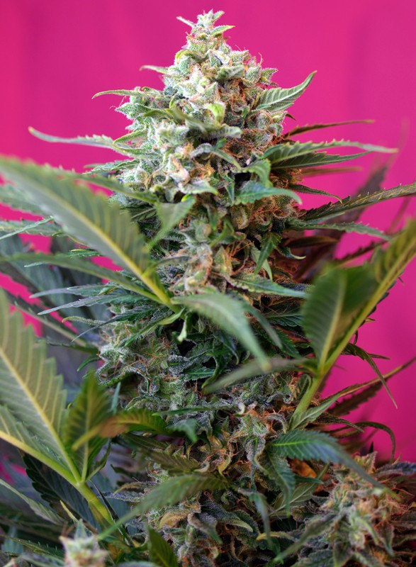 Semillas_Autoflorecientes_big-devil-xl-auto_Sweet_Seeds.jpg