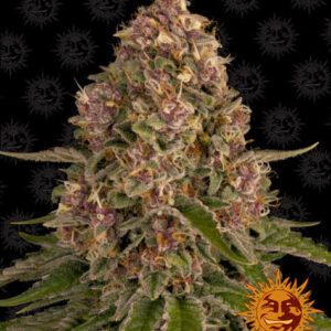 pink-kush_circle_new_12_035221.jpg