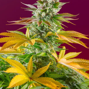 Semillas_Feminizadas_gorilla-girl-f1-fast-version_Sweet_Seeds.jpg
