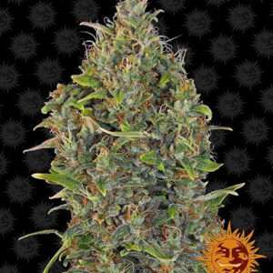 critical-kush-auto_circle_new_12_869633.jpg
