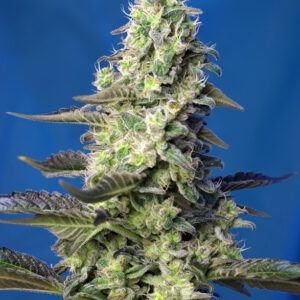 Semillas_Autoflorecientes_green-poison-xl-auto_Sweet_Seeds.jpg