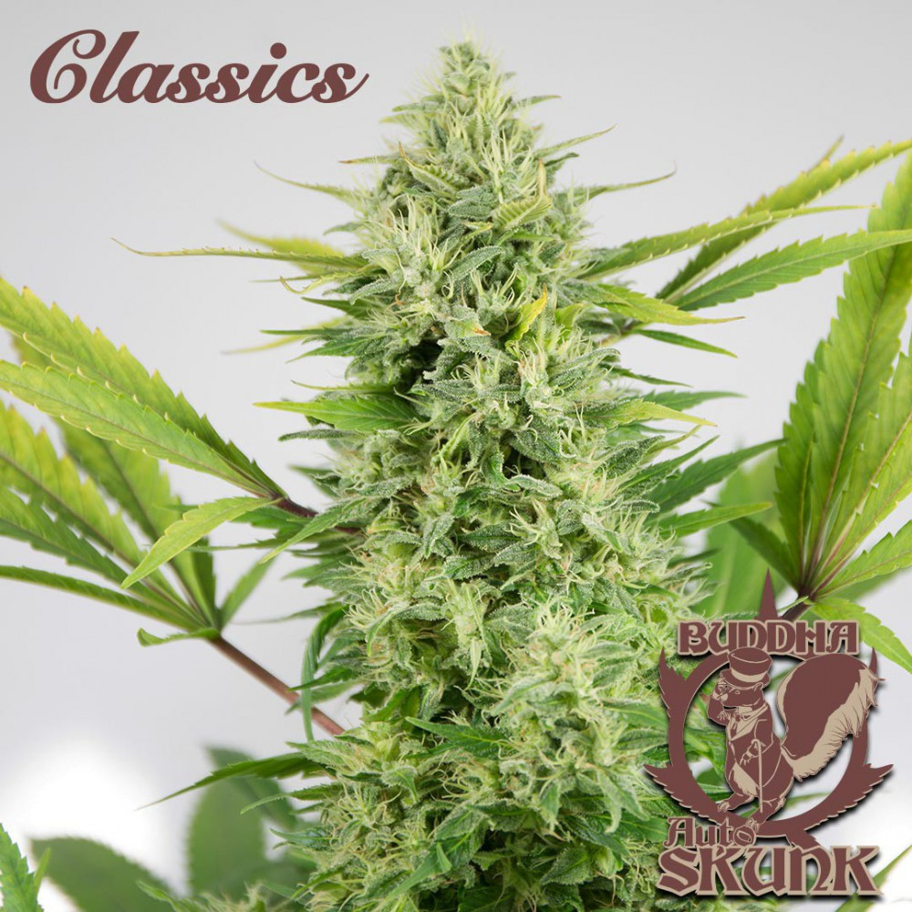 skunk-semillas-autofloreciente-buddha-seeds.jpg