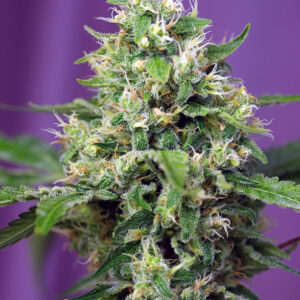 Semillas_Autoflorecientes_sweet-amnesia-haze-xl-auto_Sweet_Seeds.jpg