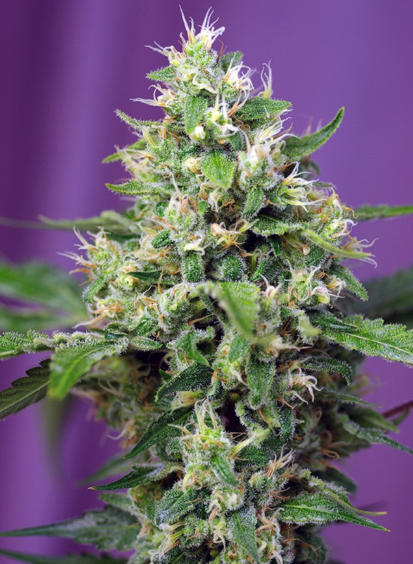 Semillas_Autoflorecientes_sweet-amnesia-haze-xl-auto_Sweet_Seeds.jpg
