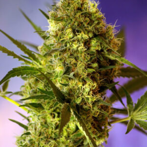 Semillas_Autoflorecientes_big-devil-2-auto_Sweet_Seeds.jpg