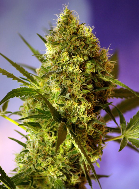 Semillas_Autoflorecientes_big-devil-2-auto_Sweet_Seeds.jpg