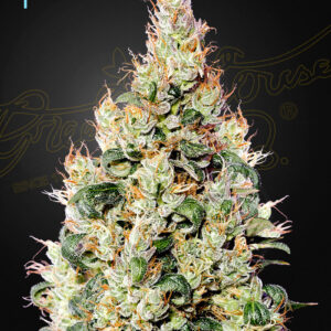 ExodusCheeseAutoCbd_9z8h-8g_AUTOFLORECIENTES CBD.jpg