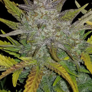 Rhino Ryder Auto Feminizada.jpg