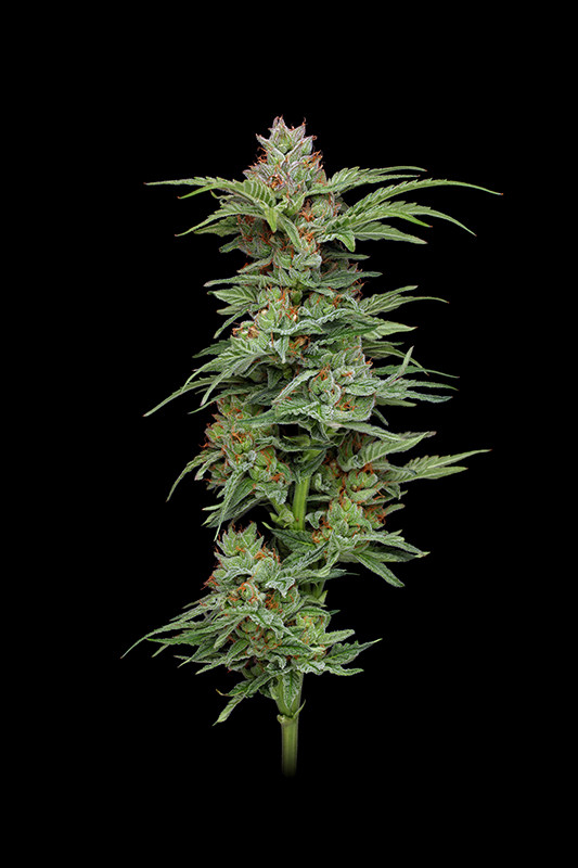 PINEAPPLE MUFFIN FEMINIZADAS.jpg